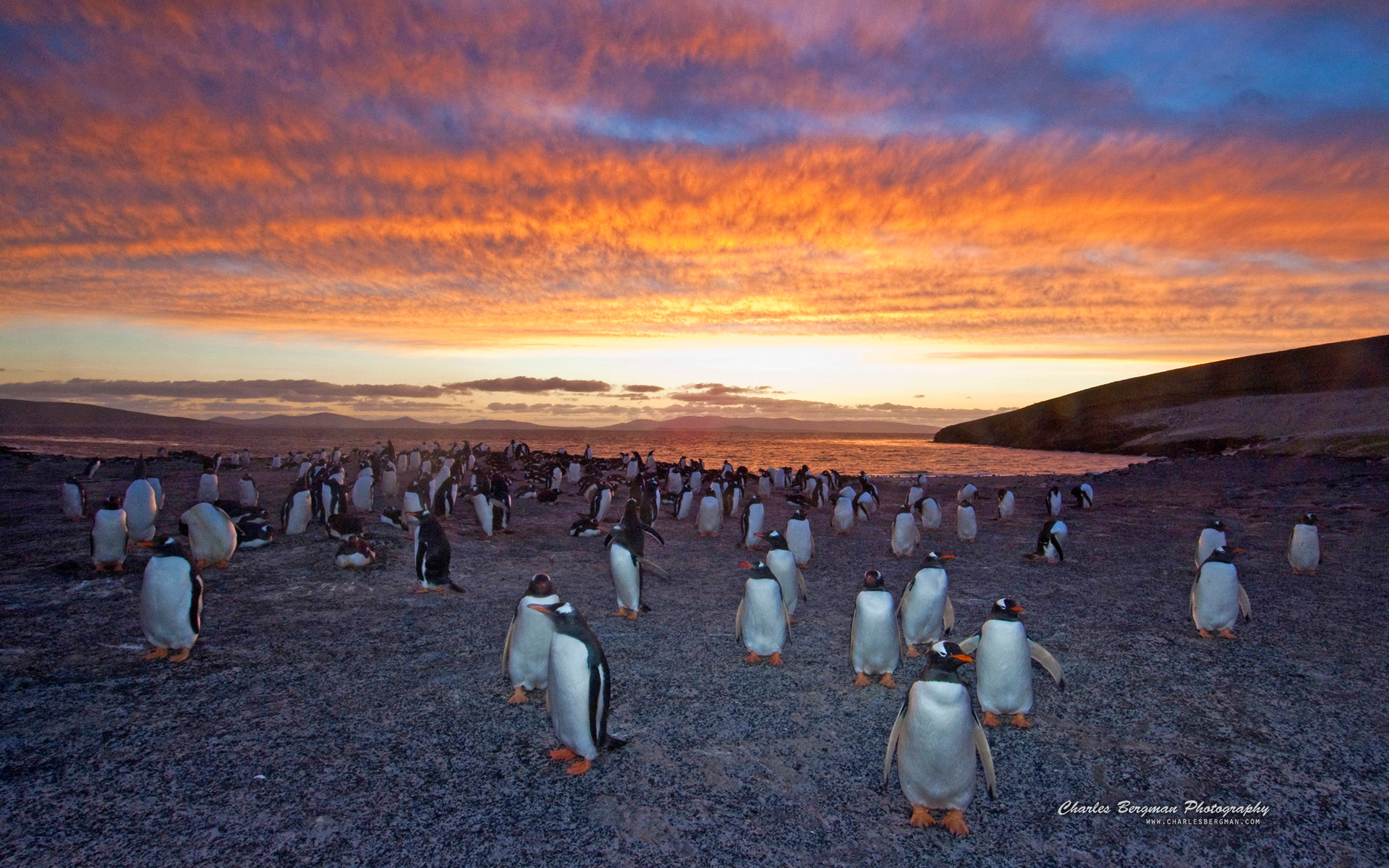 Gentoo Penguin Colony418573706